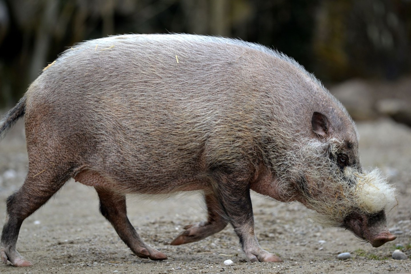 Die Pandemie habe gravierende Auswirkungen nicht nur auf Tiere, warnen Experten.