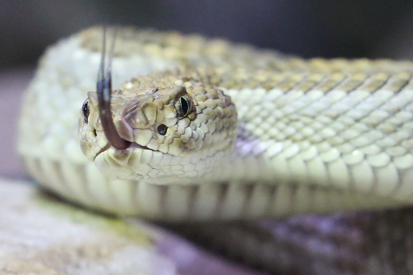 Eine giftige Aruba Klapperschlange in ihrem Terrarium im Terrazoo Rheinberg.