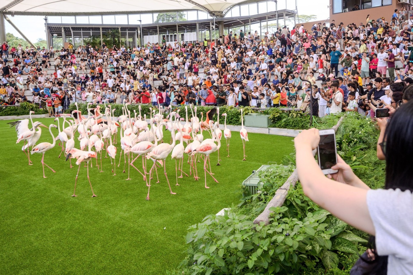 Das Sky-Amphitheater im Vogelpark «Bird Paradise» mit 2.000 Plätzen war bei der Vogelpräsentation «Wings of the World» gut gefüllt.