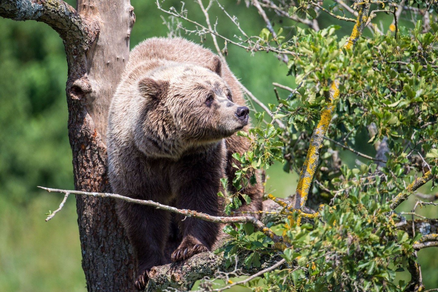 Ein Braunbär in seinem Gehege im bayerischen Wildpark Poing.