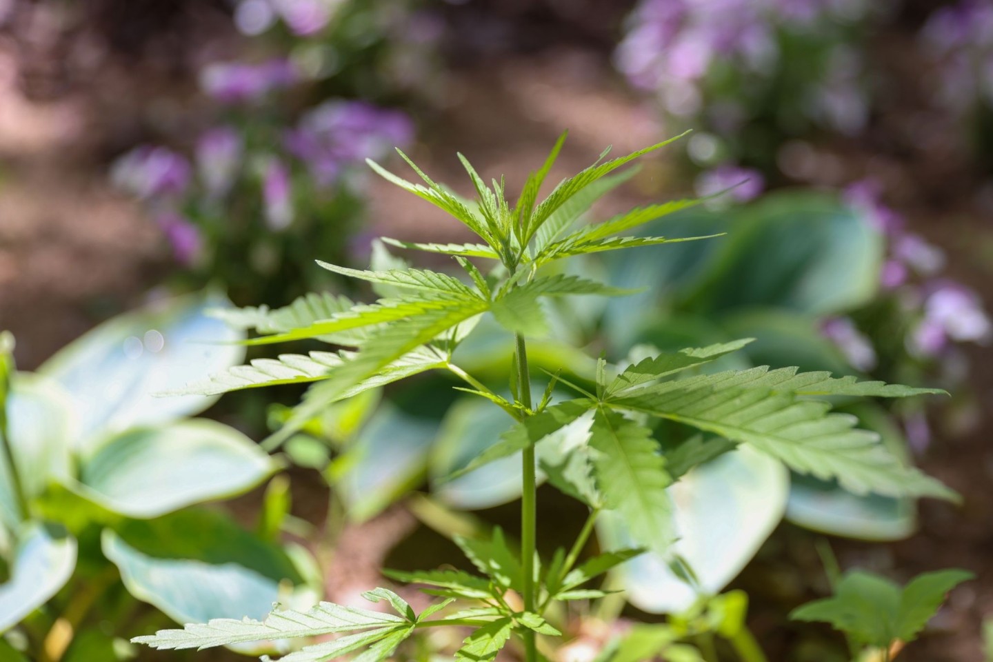 Die Cannabispflanze ist auf Spielplätzen ein ungebetener Gast.