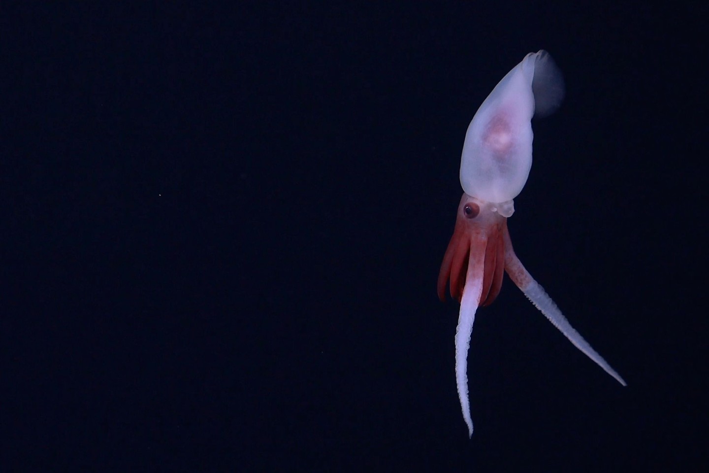 Erstmals gelangen Aufnahmen von einem lebenden Promachoteuthis-Kalmar.