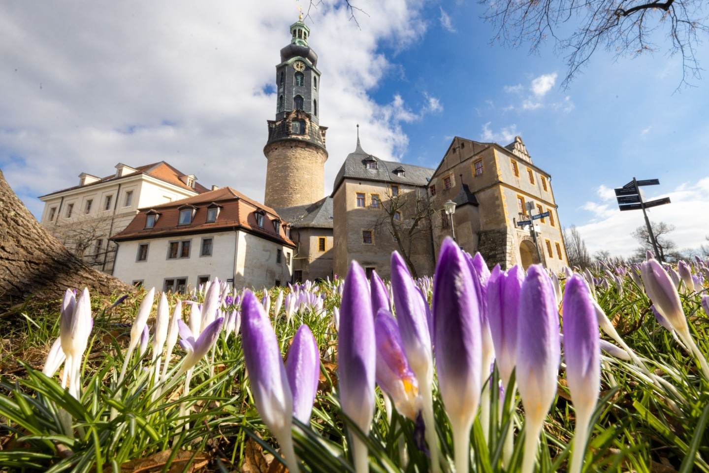 Krokusse blühen vor dem Weimarer Stadtschloss.