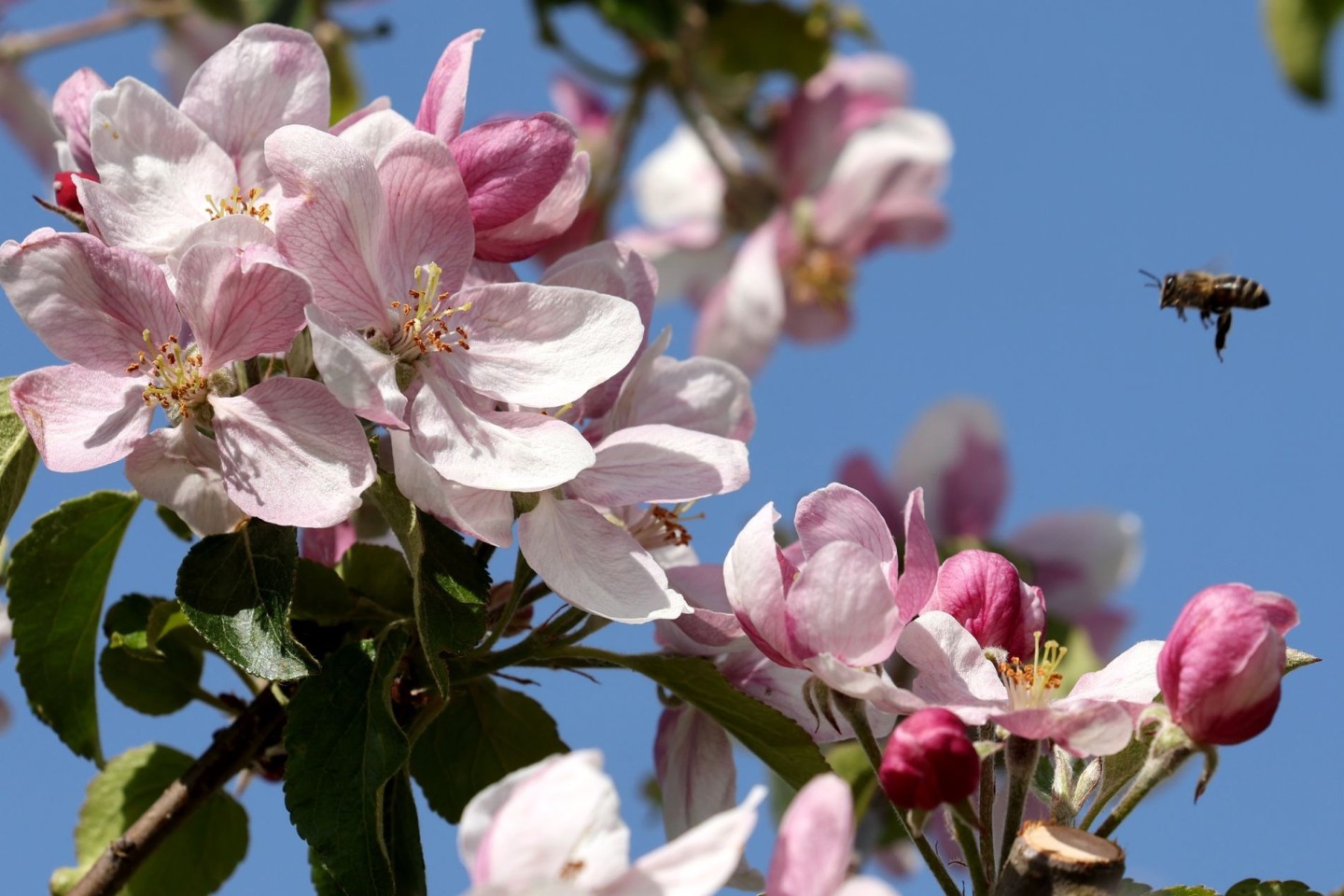 Eine Biene fliegt die Apfelblüten in Mecklenburg-Vorpommern an.