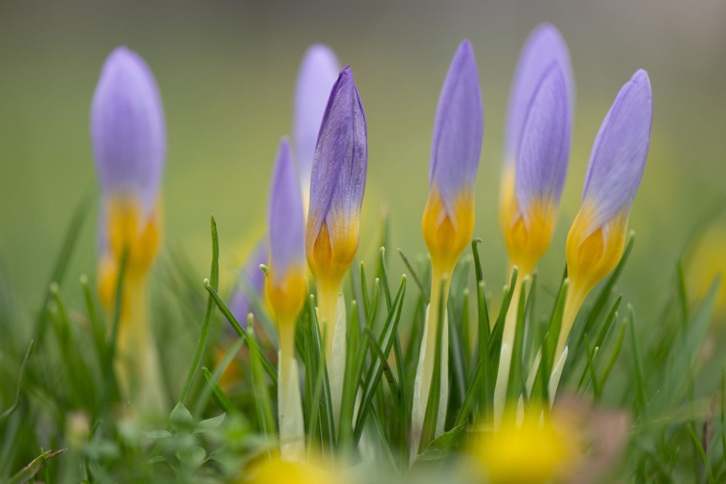 Krokusse blühen auf einer Wiese am Neustädter Markt in Dresden.