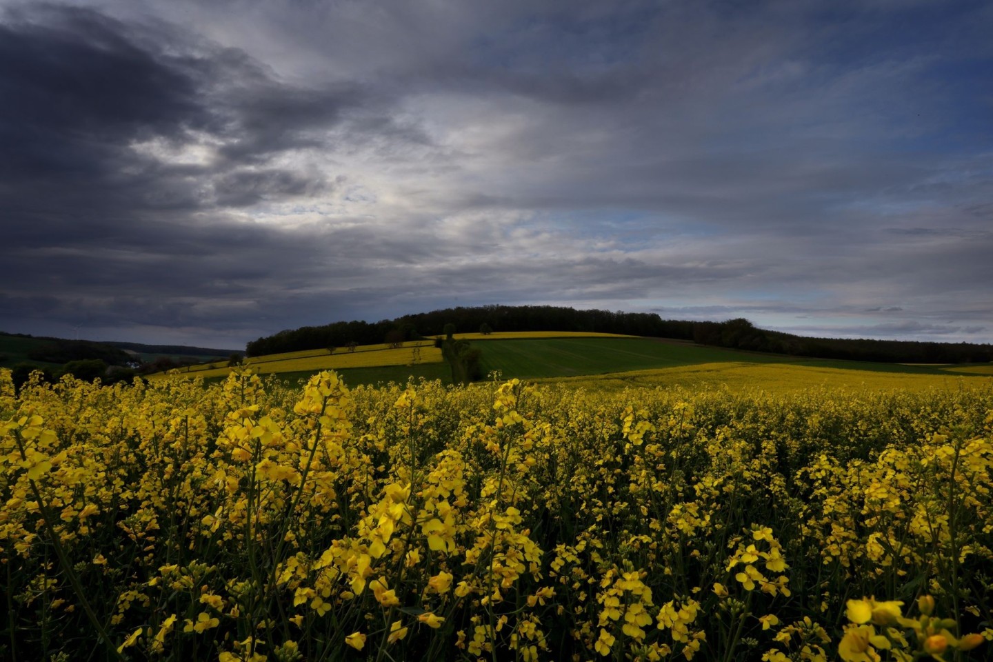 Regenwolken ziehen über blühende Rapsfelder in Nordbayern.