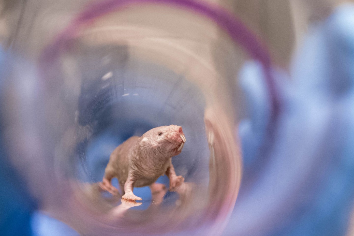 Ein Nacktmullweibchen im Labor der Pittsburgh School of Medicine. Die Königin einer Nacktmull-Kolonie kann bis ins hohe Alter Nachwuchs bekommen.