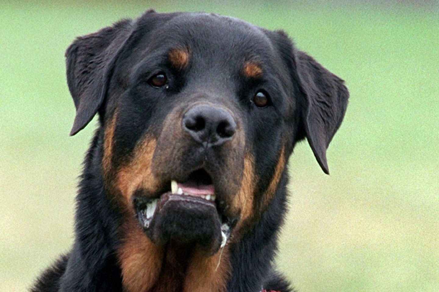 Drei Rottweiler haben in Italien einen Jogger zu Tode gebissen (Symbolbild).