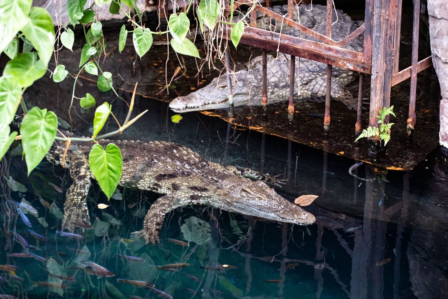 Neuzugang Linyanti schwimmt im Becken vor der am Ufer liegenden Mia. Der Tierpark Hagenbeck hat Neuzugänge bei den Nilkrokodilen vorgestellt.