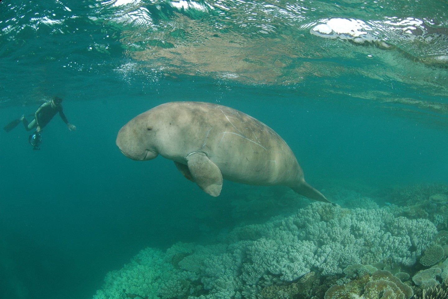 Ein Dugong schwimmt in den Lagunen vor Neukaledonien.