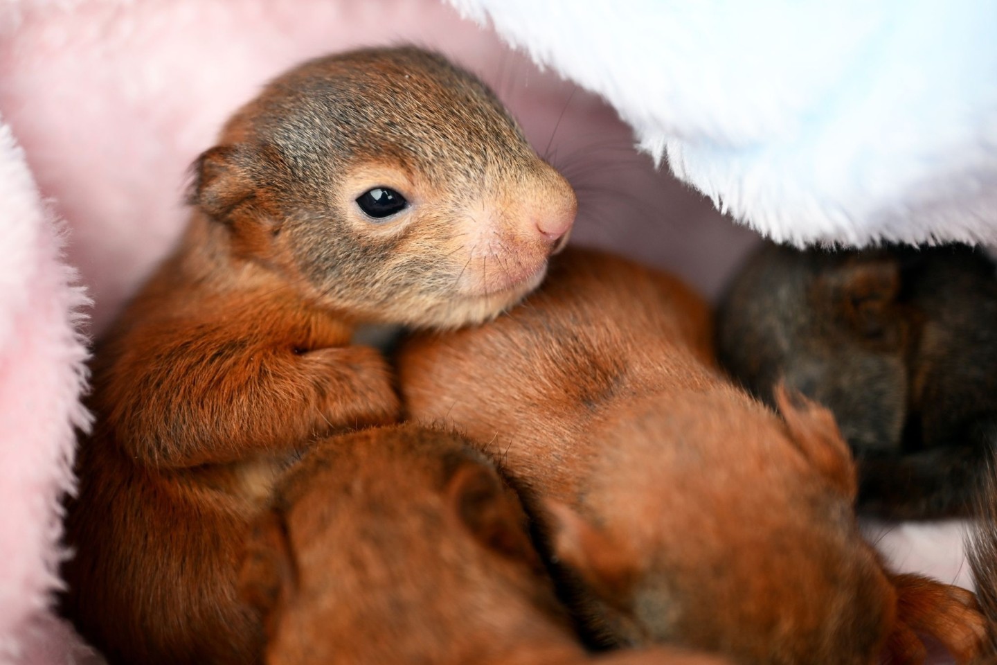 Wenige Tage alte Eichhörnchen-Babys in einer Eichhörnchen-Auffangstation bei Bamberg. Ihre Mutter ist überfahren worden.