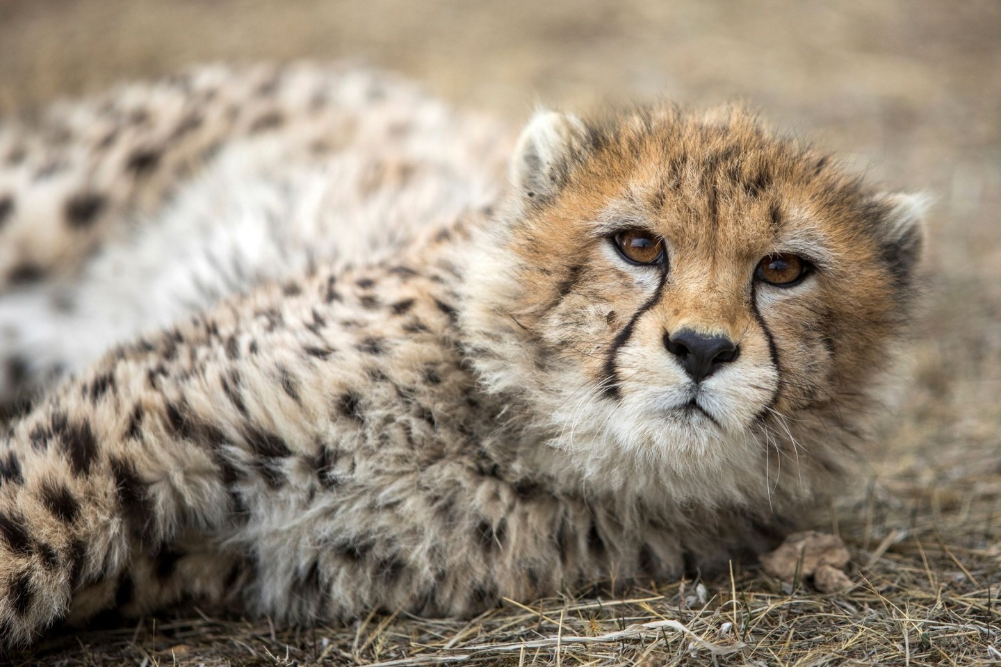 Gepardenjunges in einem iranischen Tierpark (Archivbild). Laut den iranischen Behörden gibt es nur noch etwa ein Dutzend Asiatische Geparden.