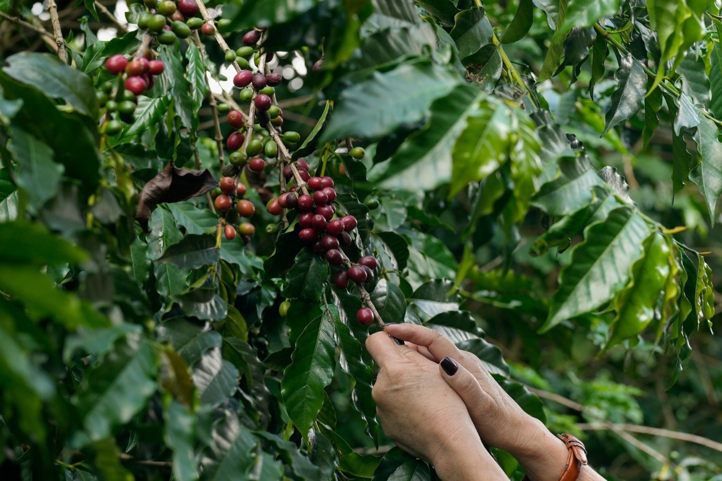 Kaffeebeeren werden auf der Plantage des Biologischen Instituts geerntet.