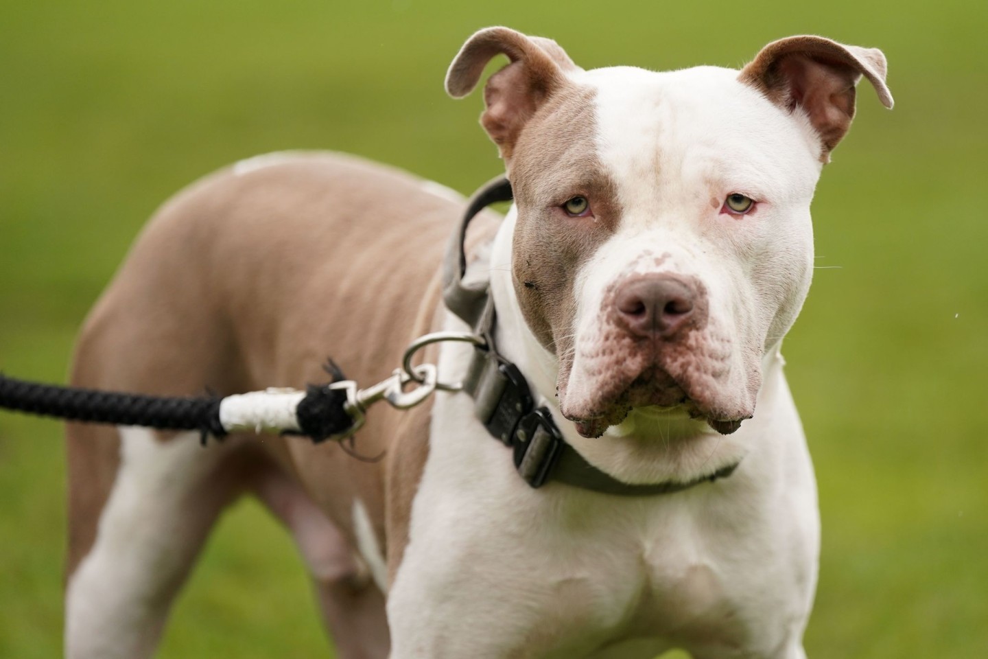 XL Bullys sind Mischlinge, die auf eine Pitbull-Terrier-Art zurückgehen.