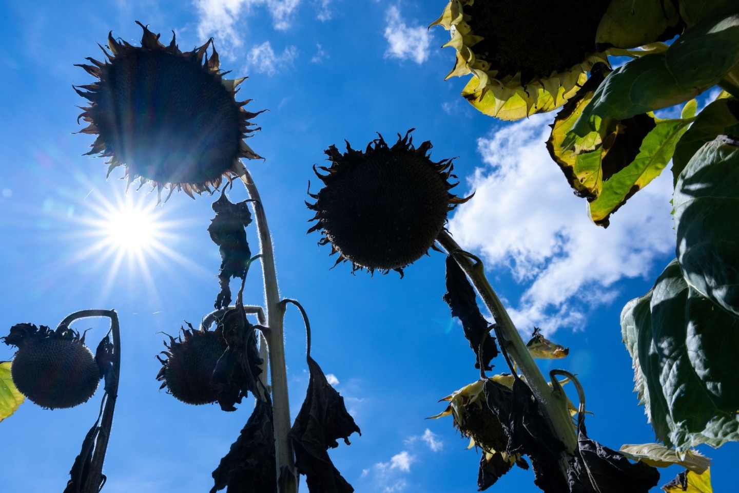 Völlig ausgetrocknet: Sonnenblumen in der Sonne.