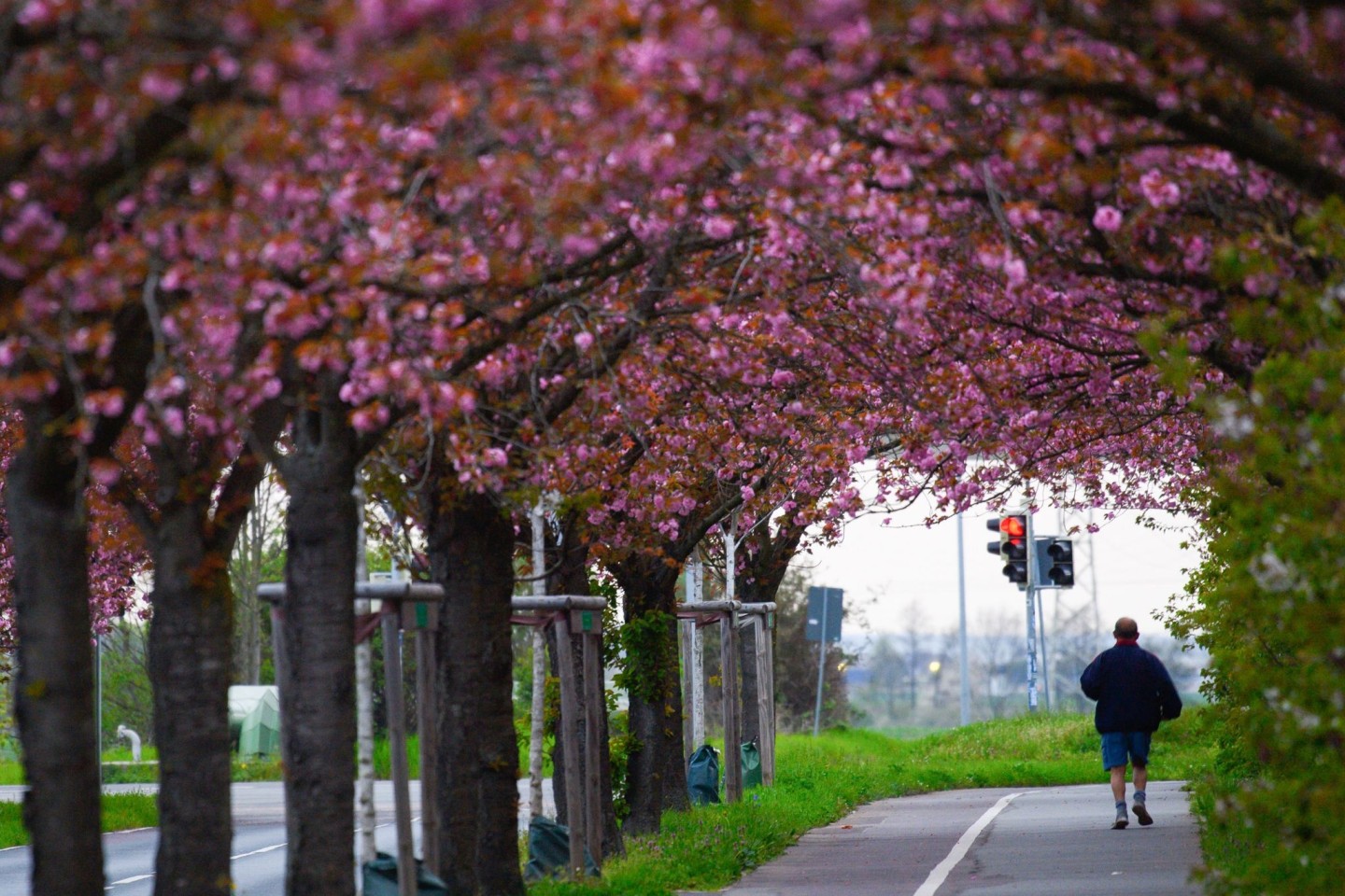 Japanische Nelkenkirschen stehen in Magdeburg in voller Blüte.