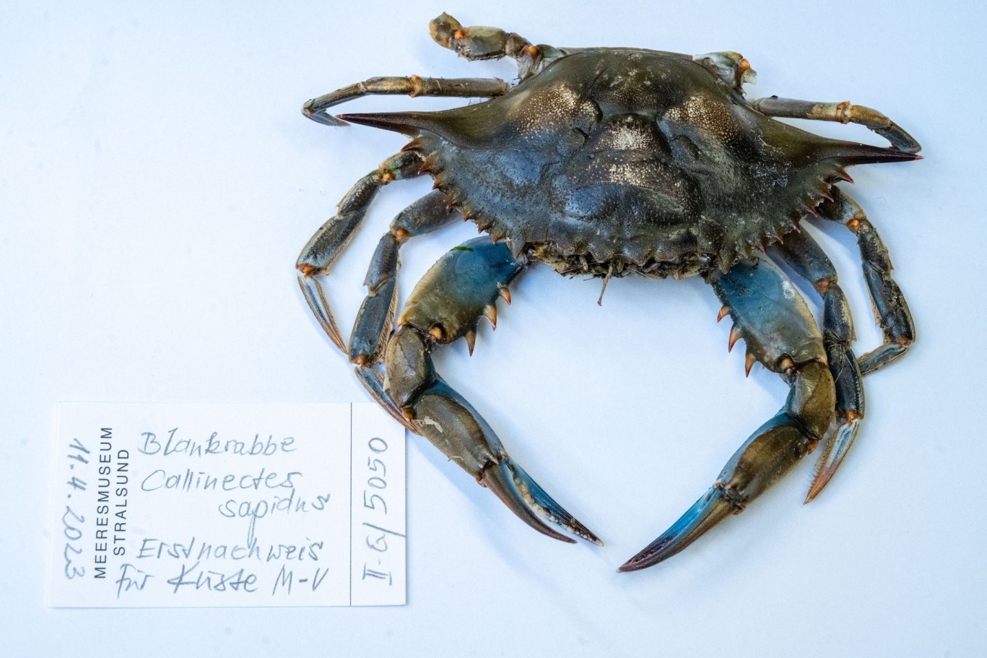 Blick auf eine Blaukrabbe in der Sammlung des Deutschen Meeresmuseums, die im April 2023 am Strand des Ostseebades Ahlbeck gefunden wurde.