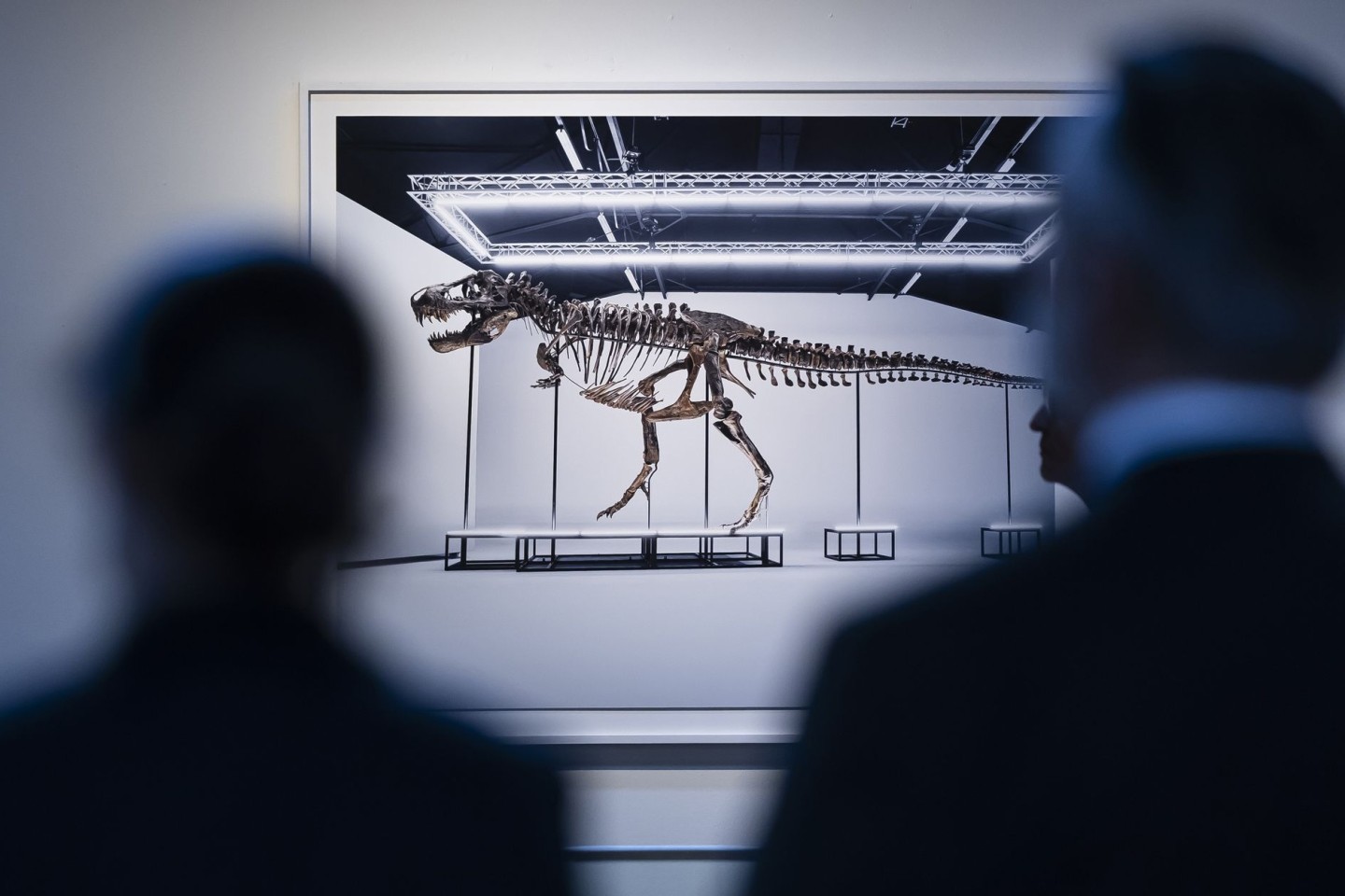 Das in Zürich versteigerte T. rex-Skelett soll in Antwerpen ausgestellt werden.