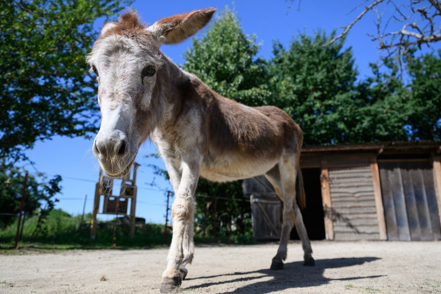 Ein Esel läuft auf dem Eselhof Nechern in der Oberlausitz über den Bauernhof.