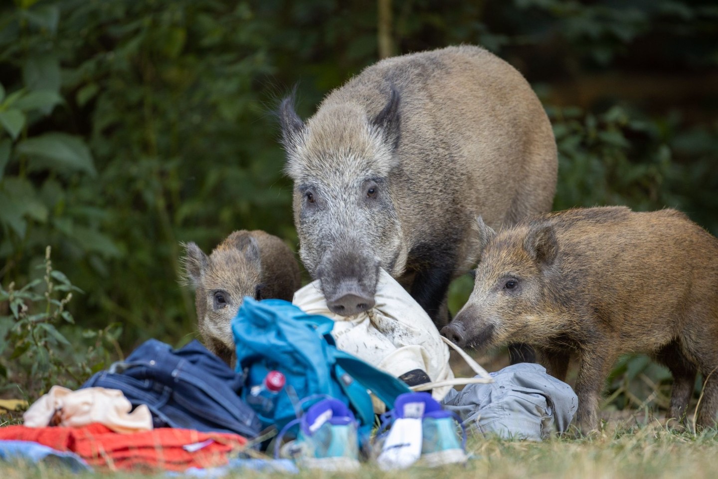 Allabendlich zieht eine Bache mit ihren beiden Frischlingen rund um den Teufelssee im Grunewald.