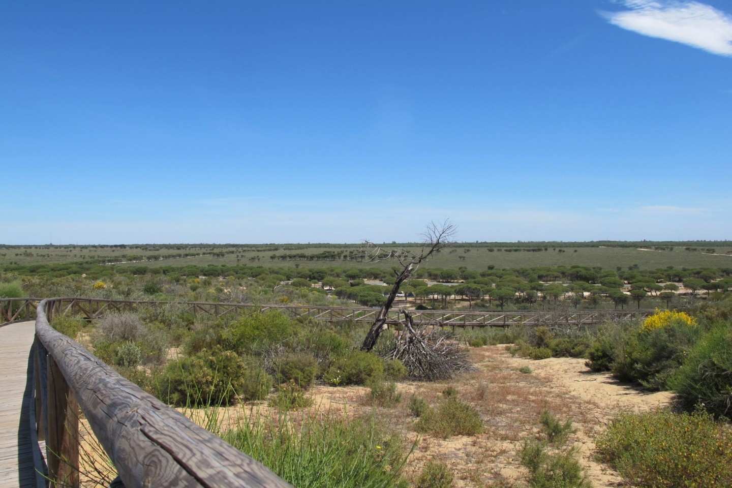 Der Nationalpark Doñana ist ein flaches, früher periodisch überschwemmtes Feuchtgebiet, das zum Meer hin von hohen Wanderdünen wie hier an der Cuesta Maneli begrenzt wird.