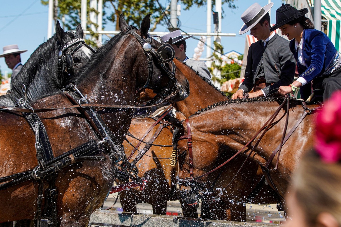 Pferde trinken trinken auf der heißen Aprilmesse in Sevilla Wasser.