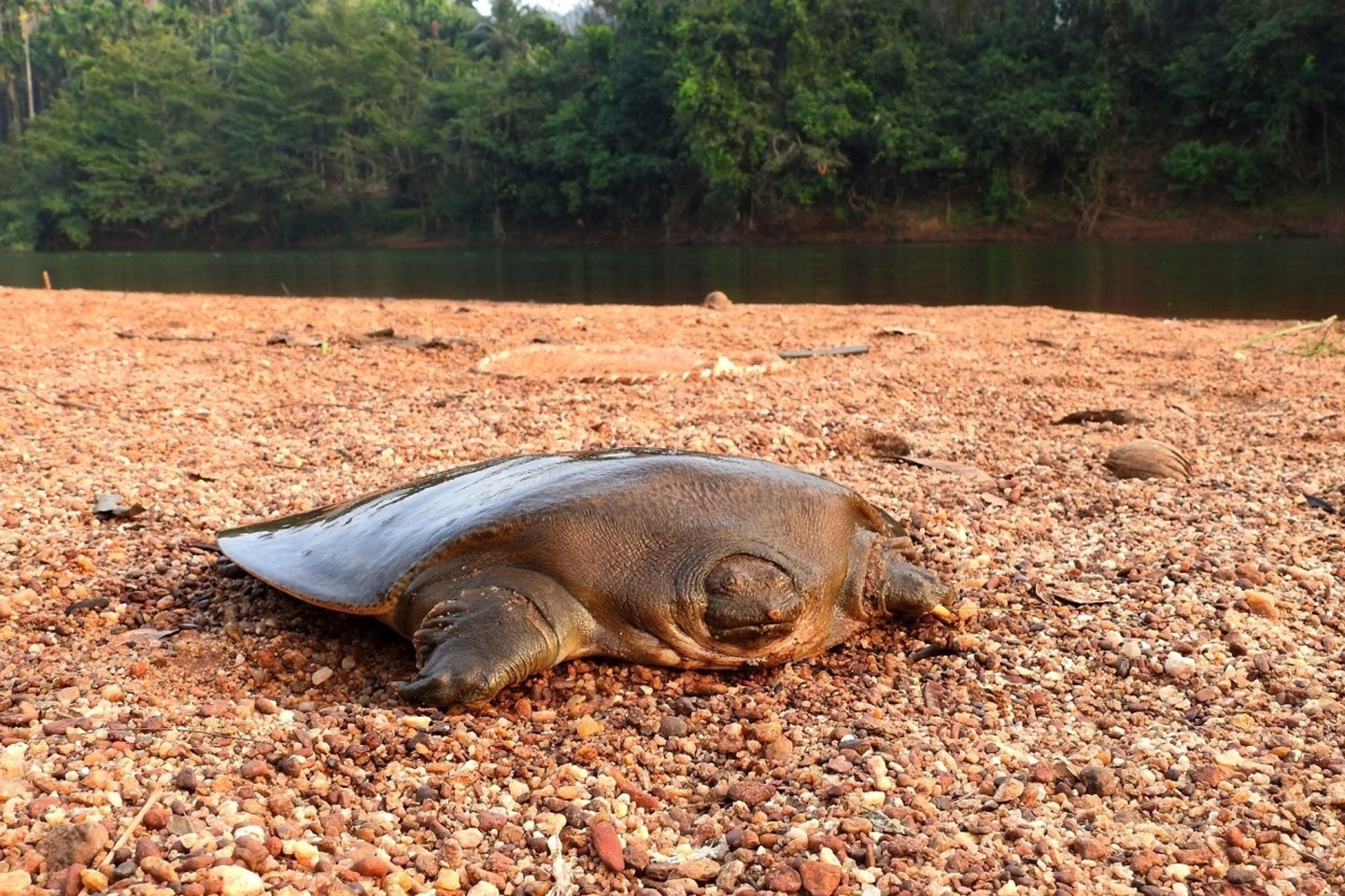 Cantors Riesen-Weichschildkröten sind in Flüssen Süd- und Südostasiens heimisch.