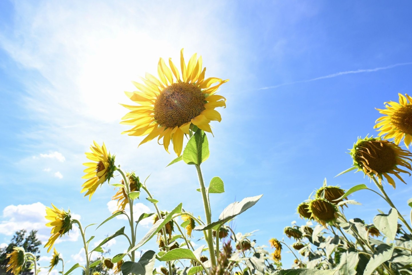 Sonnenblumen auf einem Feld in Tübingen.