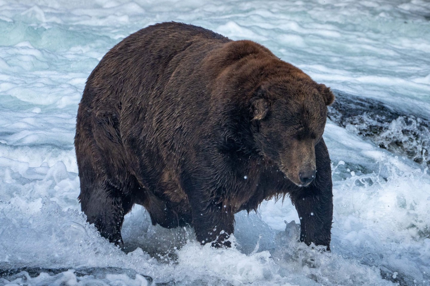 Der massige Braunbär Nummer 747 mit dem Spitznamen «Jumbo Jet» im Katmai-Nationalpark in Alaska.