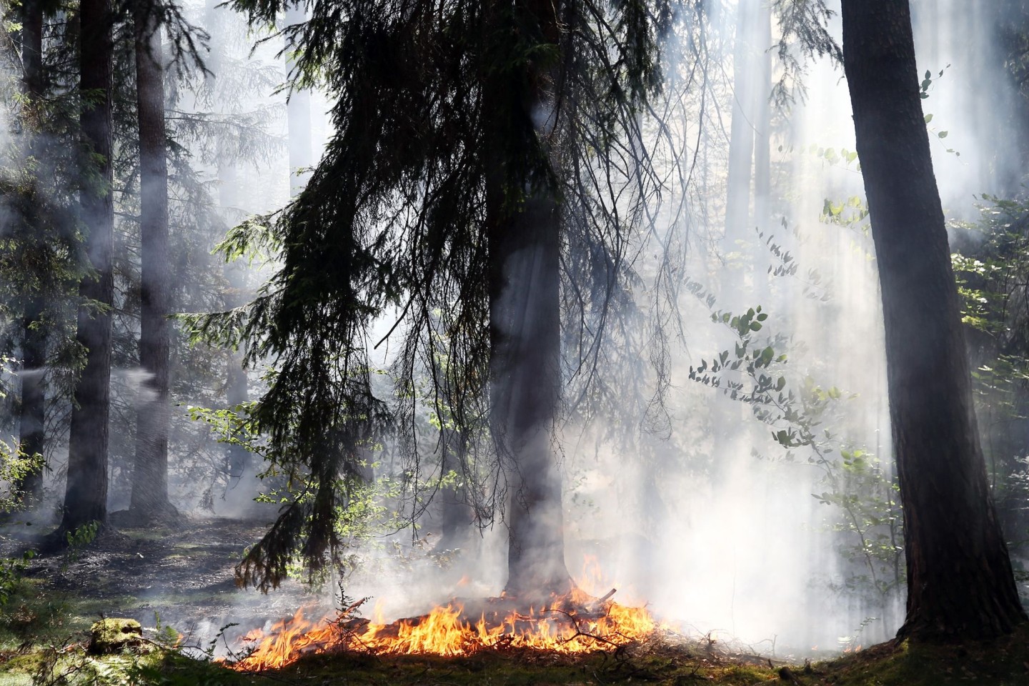 Flammen lodern bei einem Waldbrand in Bayern.