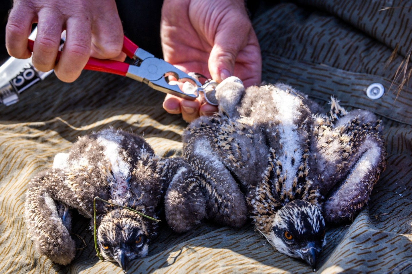 Den beiden etwa zwei Wochen alten Fischadlern werden Markierungsringe angepasst. Die Fänge der Tiere sind jedoch noch zu klein für die Ringe und sie müssen zu einem späteren Zeitpunkt be...