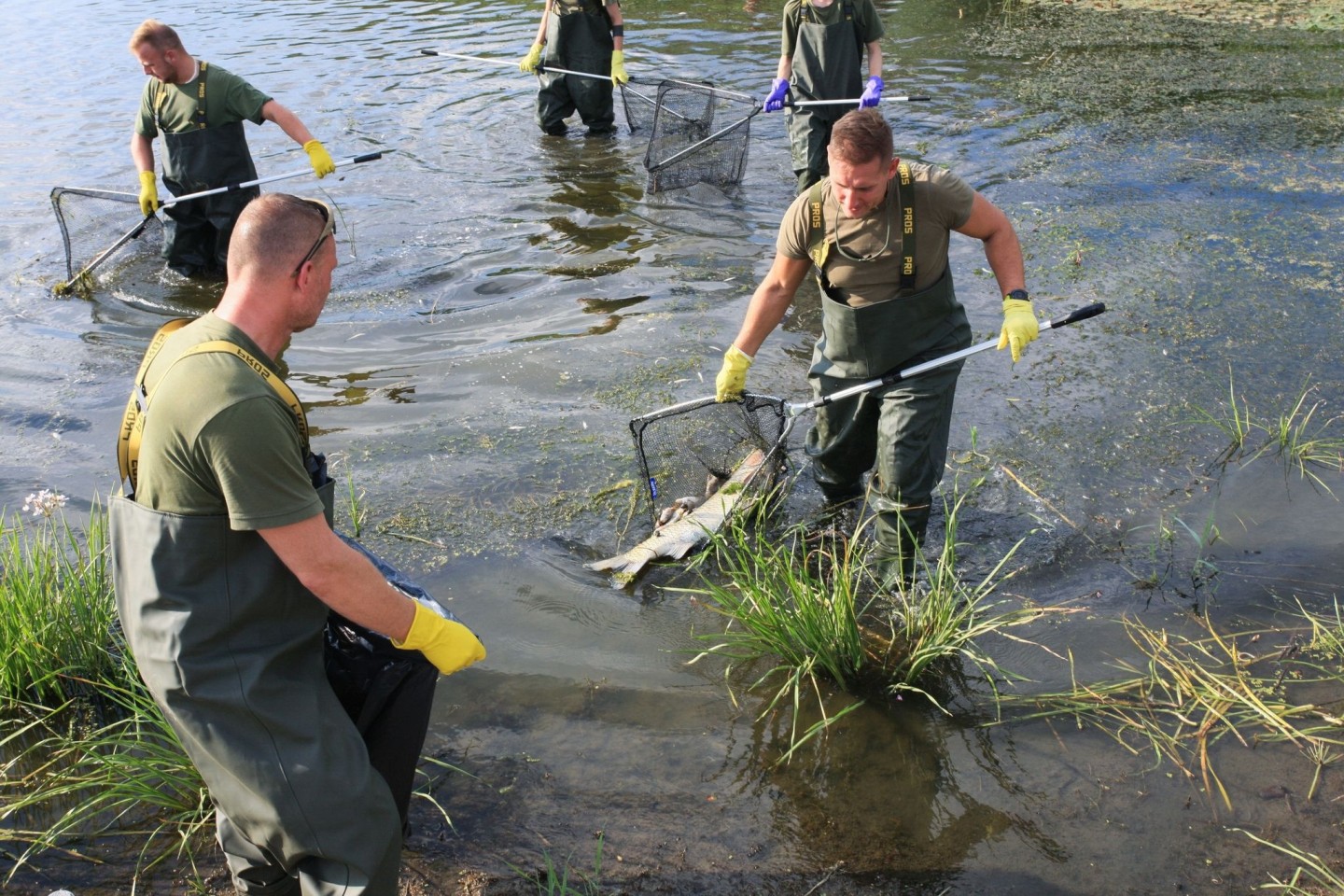 Helfer bergen tote Fische aus der Oder.