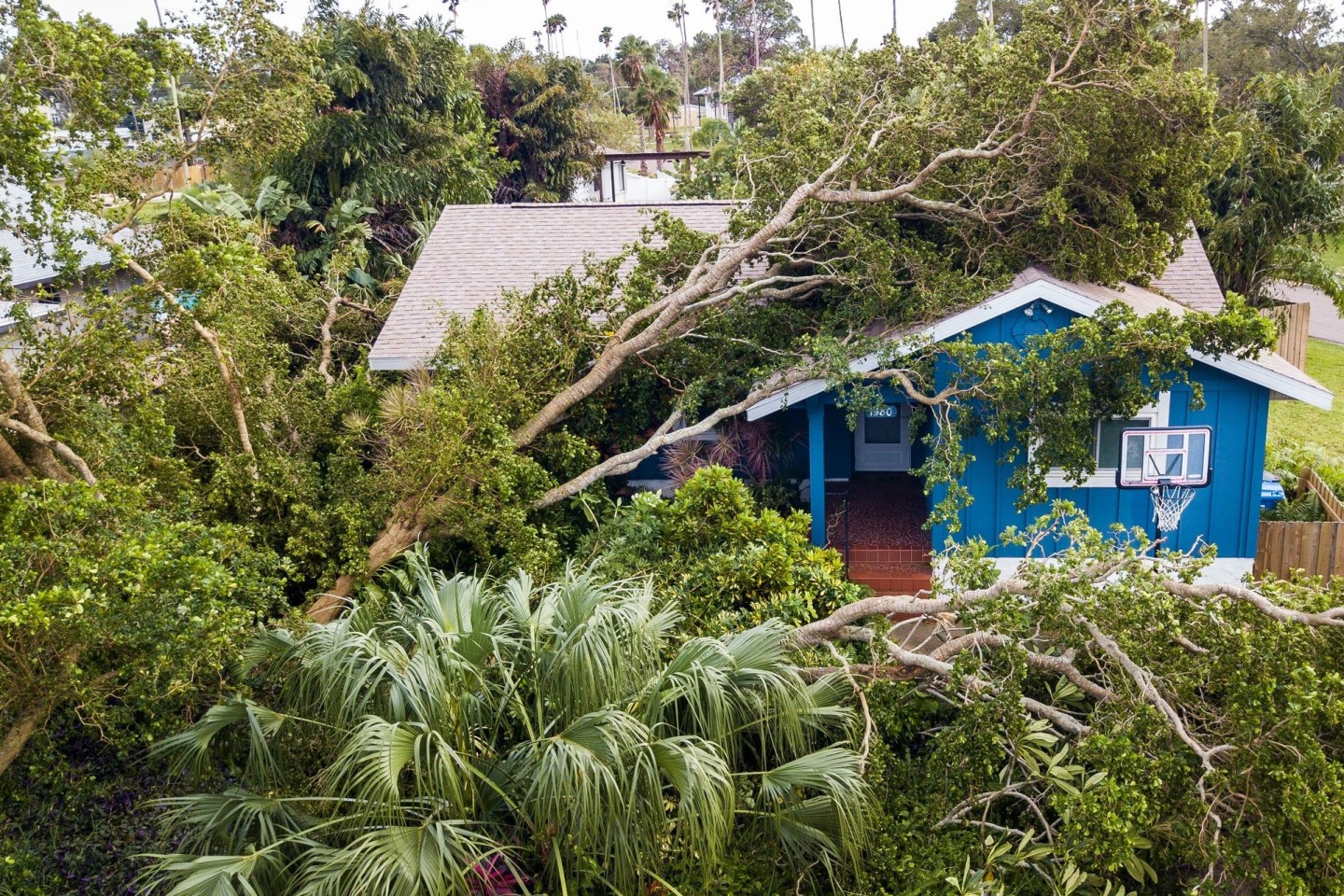 Ein Olivenbaum ist in St. Petersburg, Florida, ist auf ein Haus gekippt.