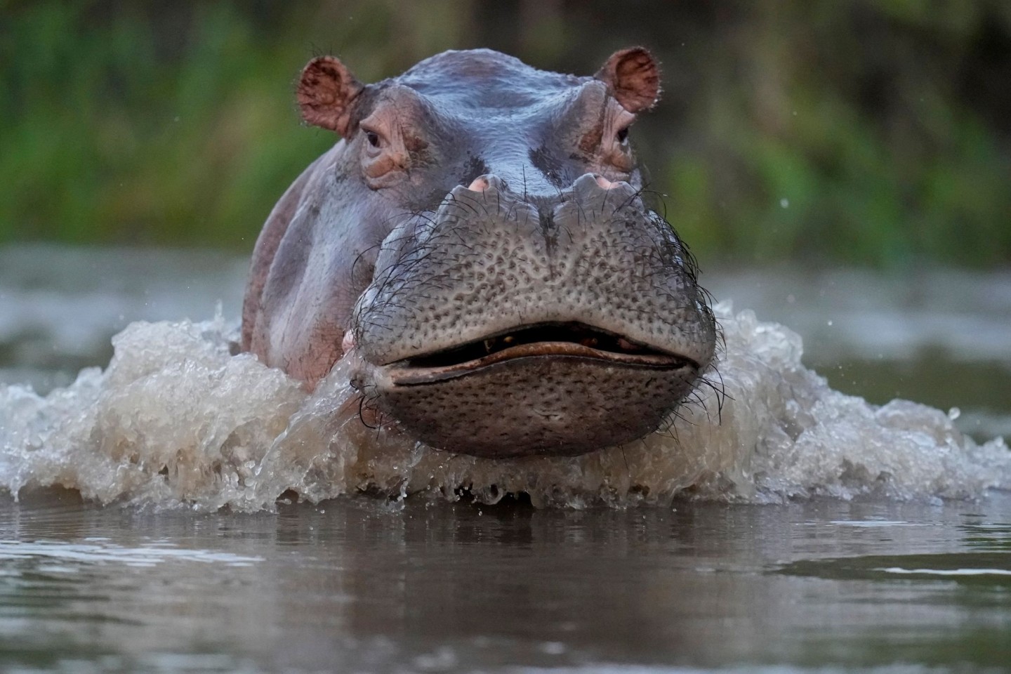 Ein Nilpferd schwimmt im Fluss Magdalena im kolumbianischen Puerto Triunfo (Archivbild).