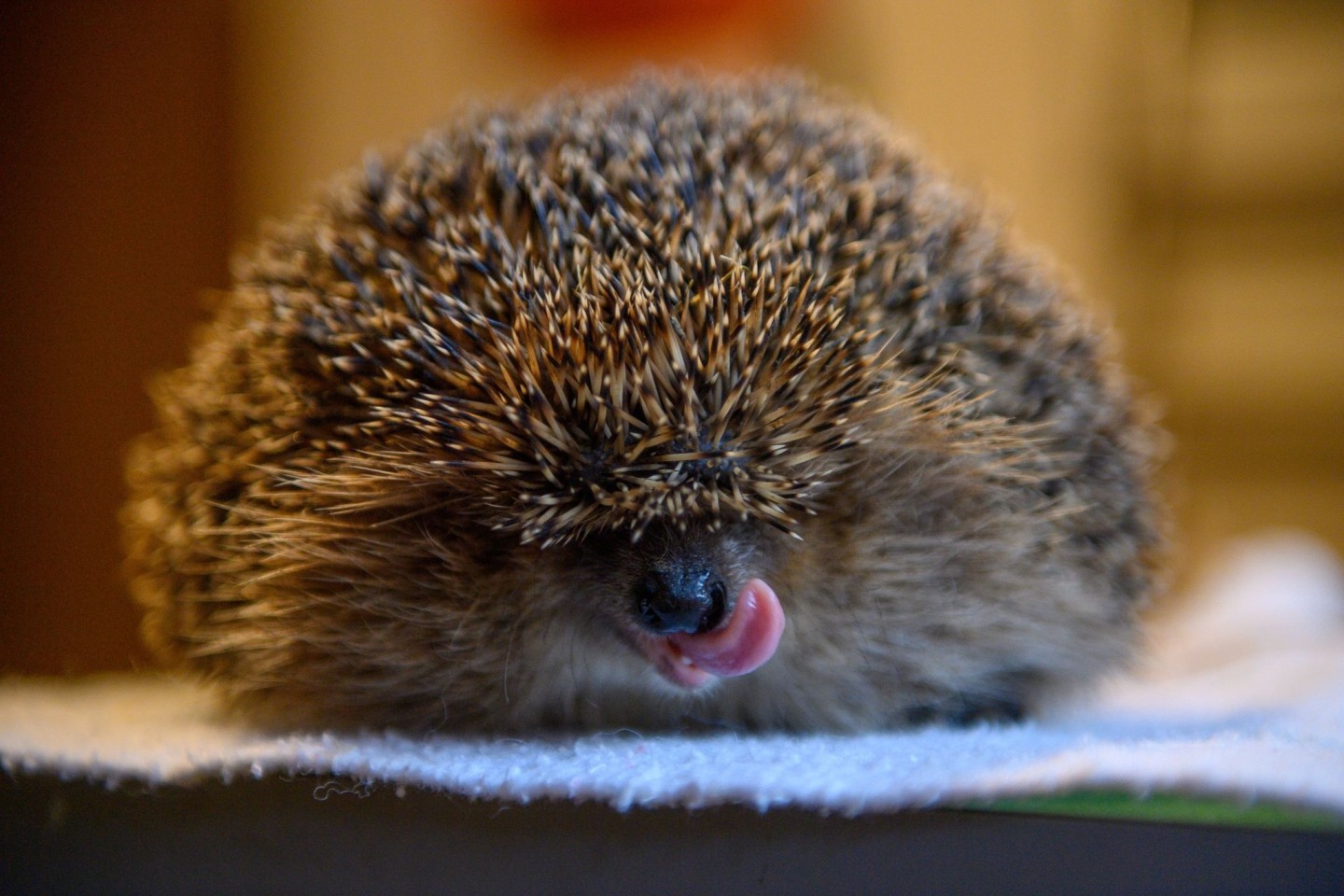 Ein etwa ein Kilo schwerer Igel in der Igelstation Güsten. Eigentlich sollte das Wildtier derzeit Winterschlaf halten und seine Fettreserven abbauen.