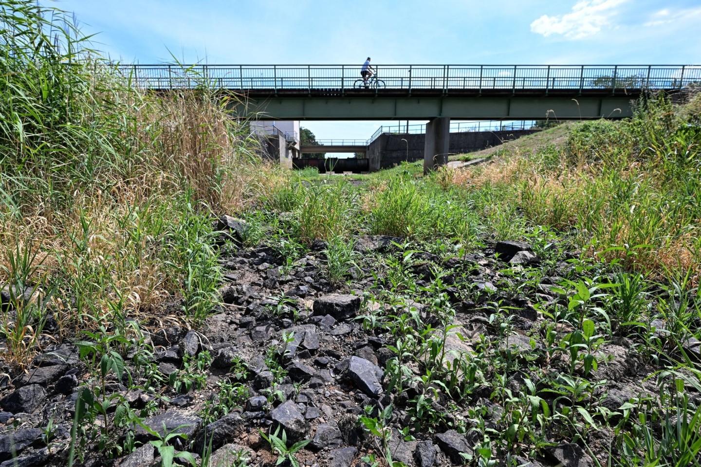 Hitze in Deutschland - das ausgetrocknete Flussbett der Schwarzen Elster in Brandenburg.