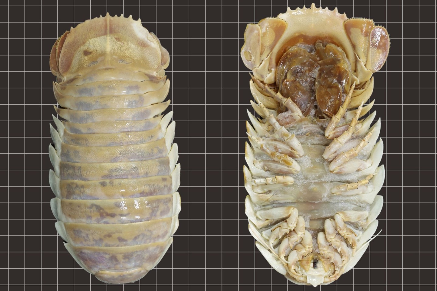 Bathynomus yucatanensis lebt in einer Tiefe von 600 bis 800 Metern vor der mexikanischen Halbinsel Yucatán.