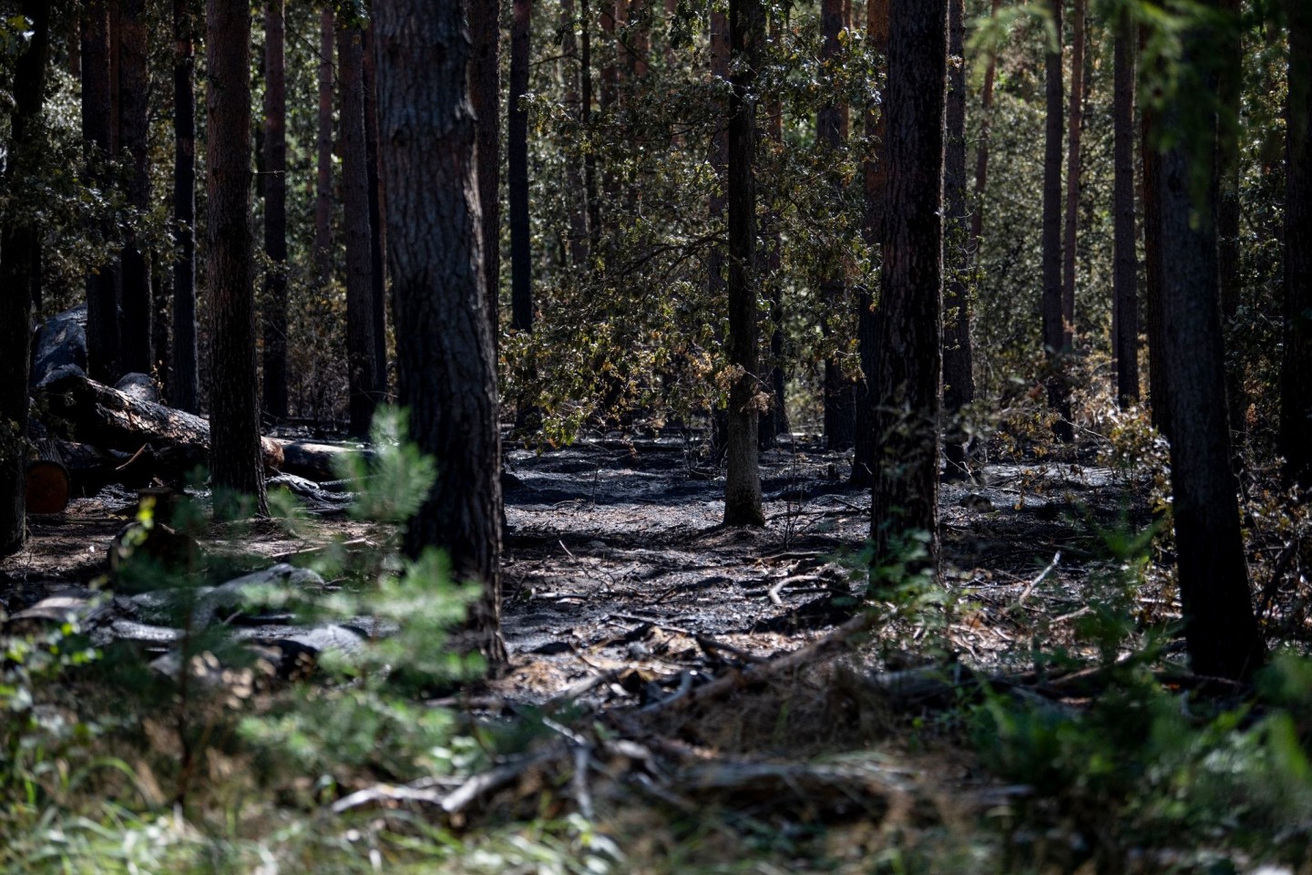 Der verbrannte Wald im Sperrgebiet um die Brandstelle am Sprengplatz der Berliner Polizei im Grunewald.