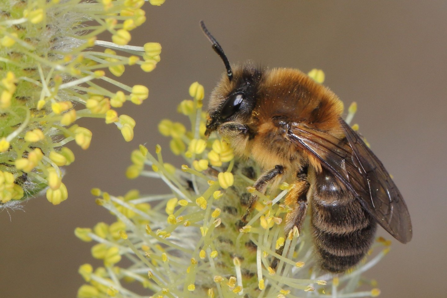 Ein Weibchen der Frühlings-Seidenbiene (Colletes cunicularius) im Blütenstand einer Weide.