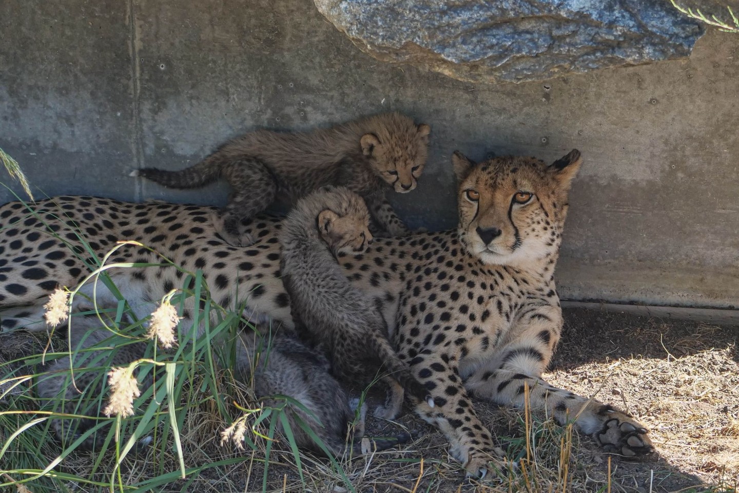 Die Gepardin Niara mit ihren Fünflingen in der Außenanlage des Zoologisch-Botanischen Gartens Wilhelma in Stuttgart.