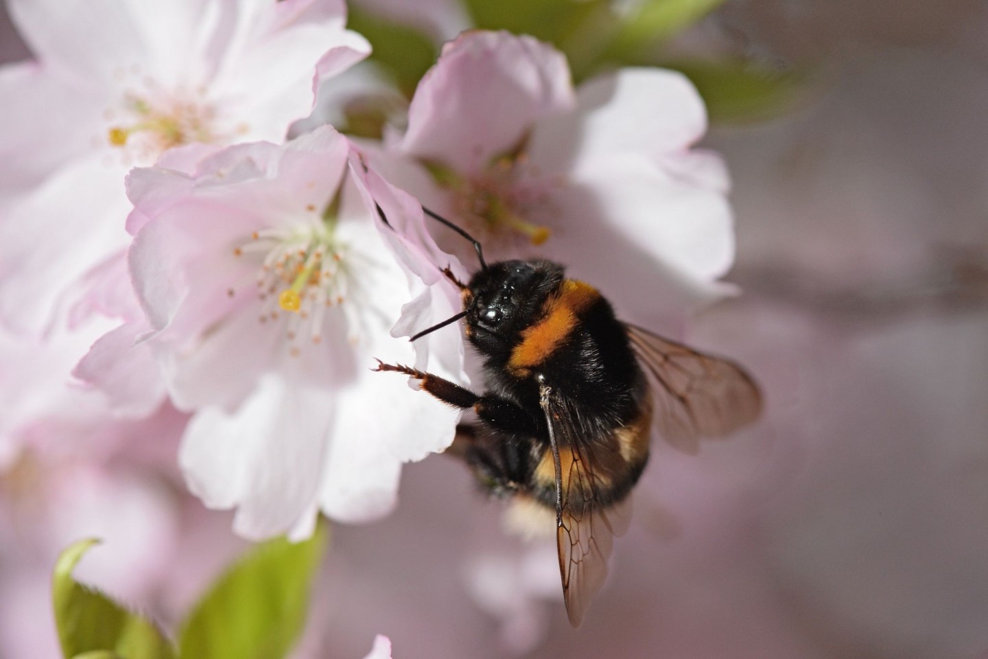 Eine Gartenhummel sucht auf der Blüte einer japanischen Zierkirsche nach Pollen.