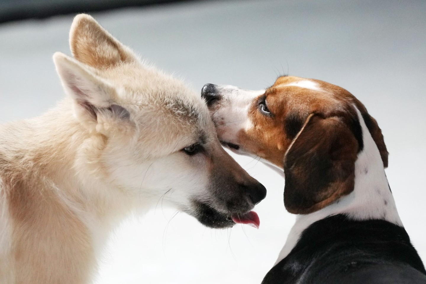 Das Foto zeigt einen geklonten Polarwolf (l) und einen Beagle, der die Leihmutter des Polarwolfs ist.