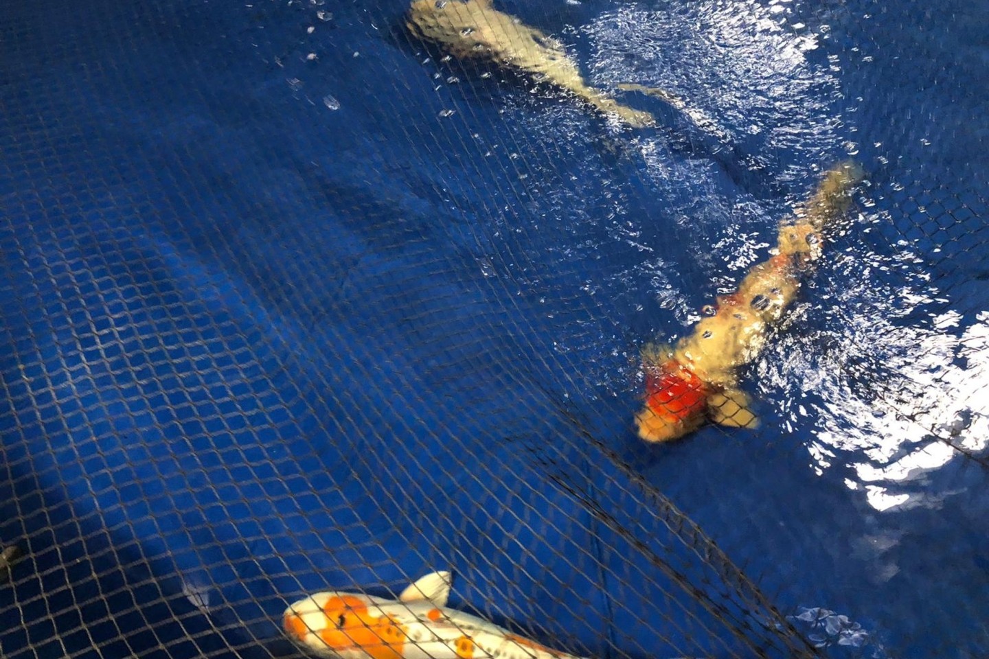 Kois aus den Anlagen des Großaquariums Aquadom schwimmen in einem Becken des Berliner Zoos.