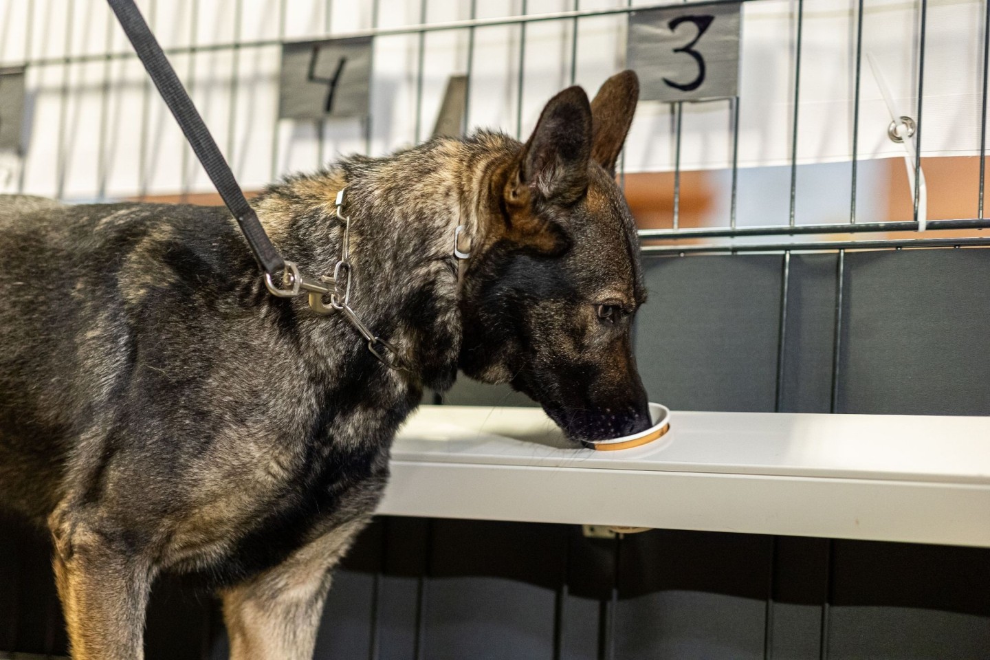 Corona-Spürhündin Bea schnüffelt in Probenbehältern in der Teststation.