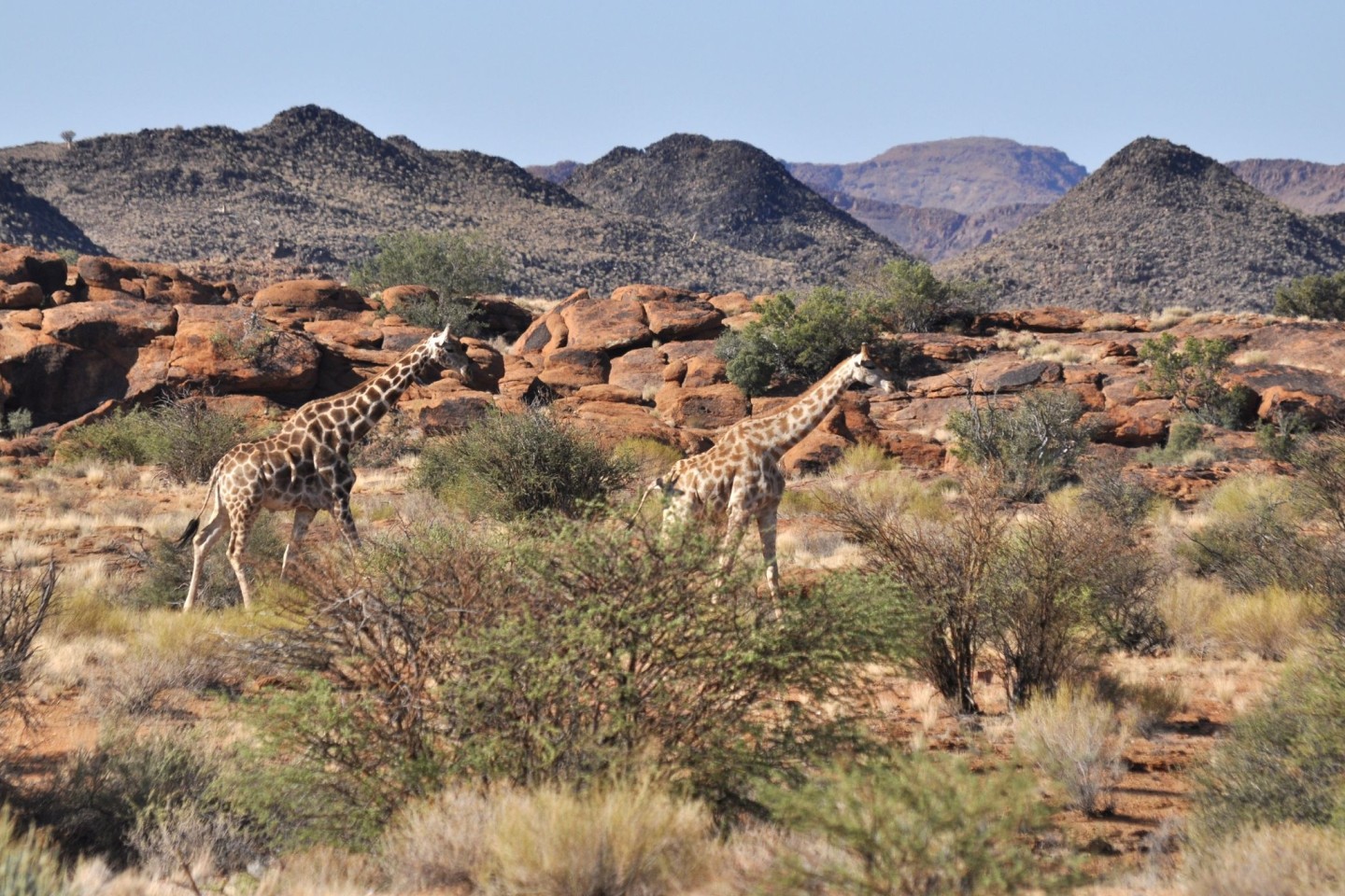 Giraffen durchstreifen einen Nationalpark. Ein Kleinkind ist in einem Wildtierpark in Südafrika von einer Giraffe totgetrampelt worden, die Mutter des Kindes wurde schwer verletzt.