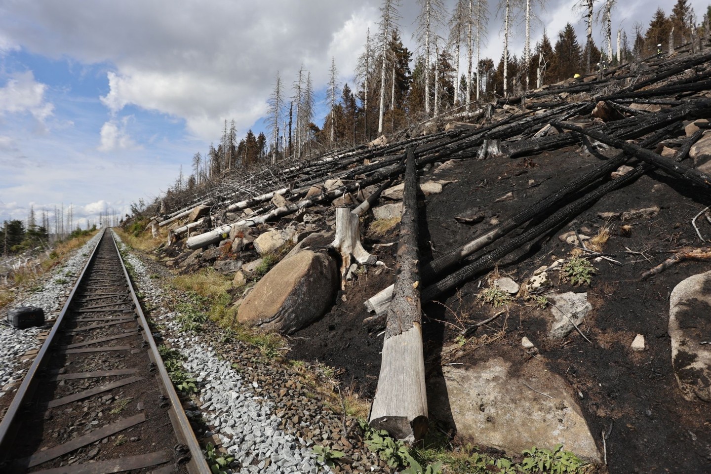 Verkohlte Baumstämme liegen Anfang September im Einsatzgebiet am Brocken.