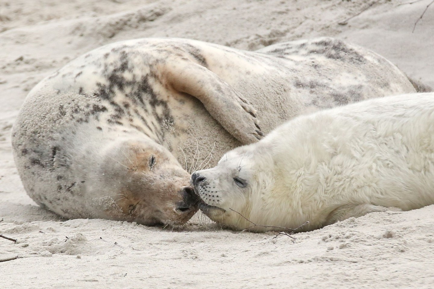 Eine Kegelrobbenmutter liegt mir ihrem Nachwuchs am Strand der Hochseeinsel Helgoland.