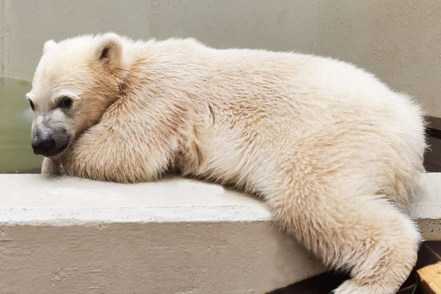 Die kleine Eisbärin im Hamburger Tierpark hat noch keinen Namen.