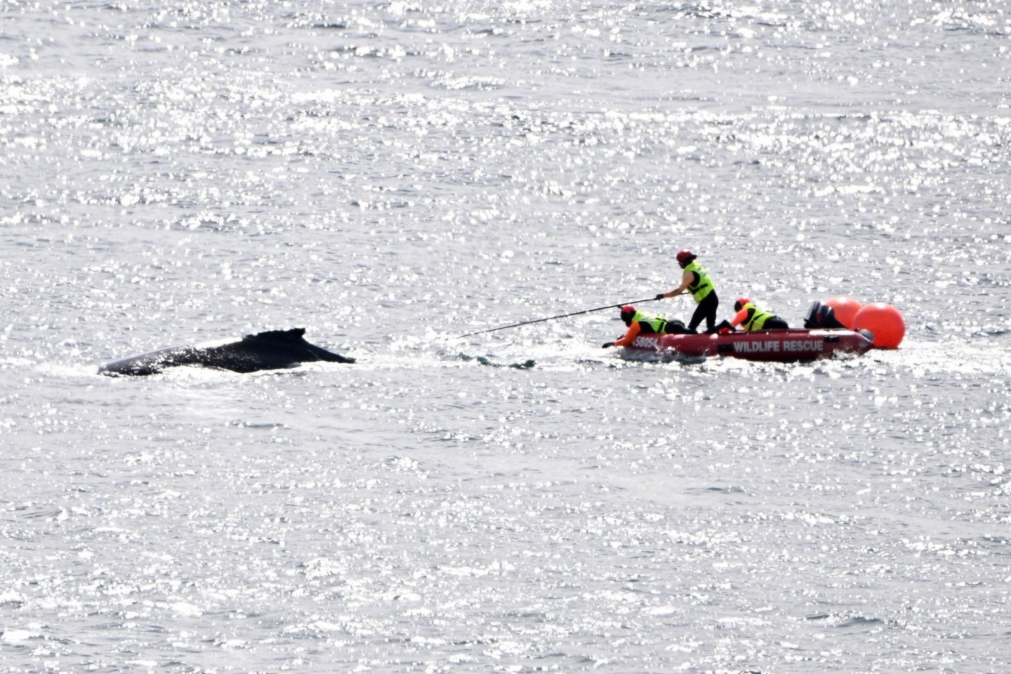 Die Rettungskräfte in Aktion: Im Hafen von Sydney konnte ein in Seilen und Bojen verhedderter Buckelwal befreit werden.