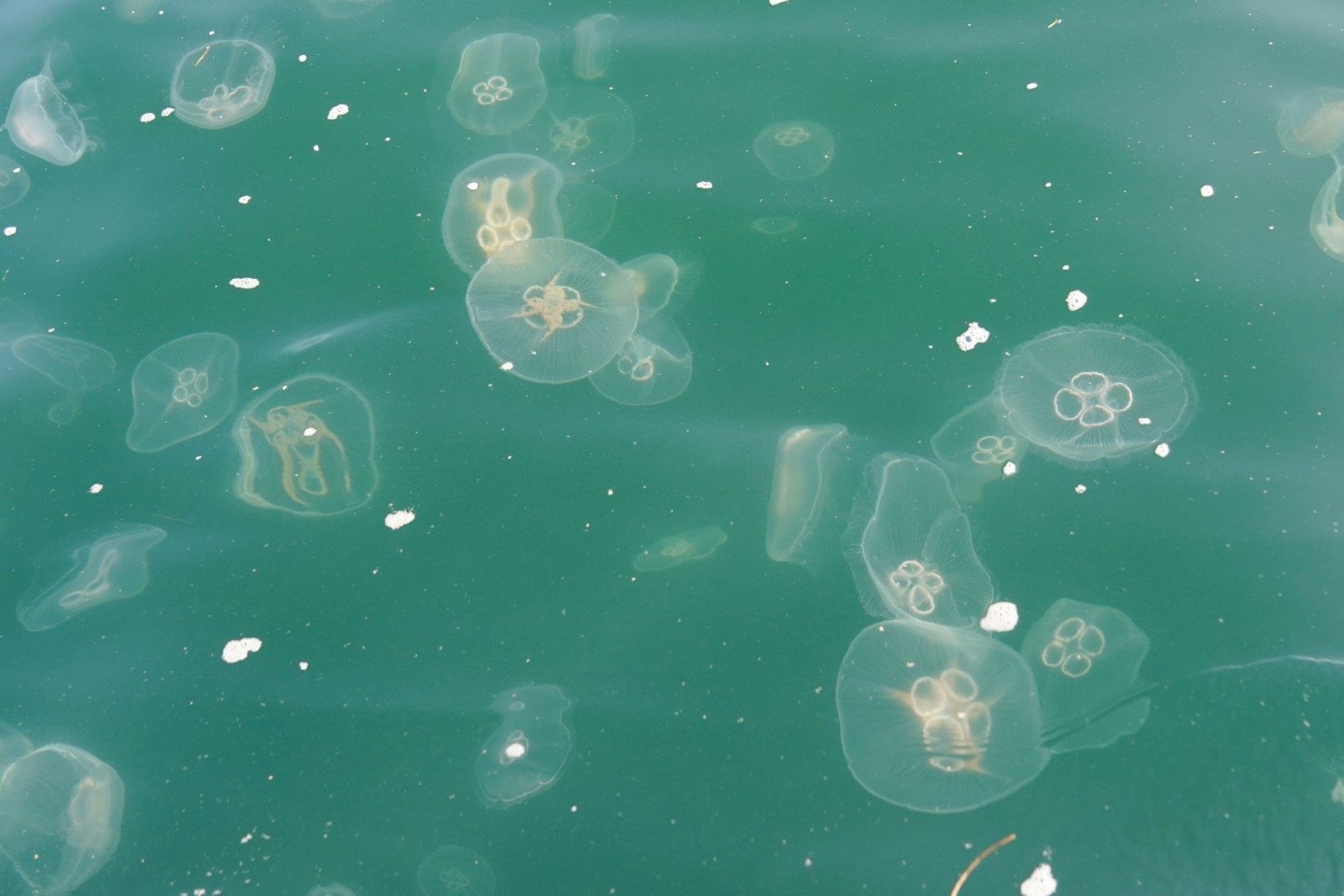 Quallen schwimmen in der Kieler Förde in der Ostsee.